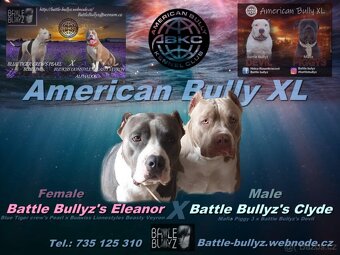 American Bully XL originální původní krev rodokmen ABKC USA - 20