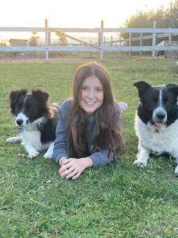 Border kolie již k odběru - 20