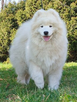 Štěňátka samojeda s PP - 20