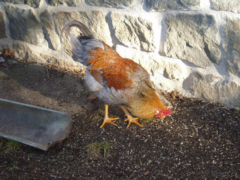 Prodám kohouta, kohoutky do chovu - 20