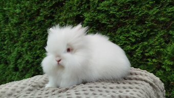 Zakrslý králík, králíček -(TEDDY)-ONDŘEJ - 20