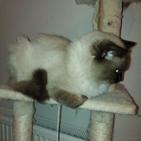 Ragdoll kocur na krytie - 20