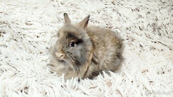 Zakrslý králík, králíček - HARRY - 20