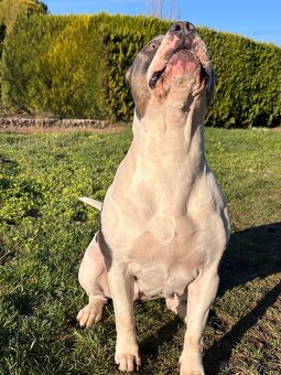 AMERICAN BULLY XL s PP - 20