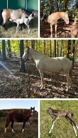 PŘIPOUŠTĚNÍ PSL - 20