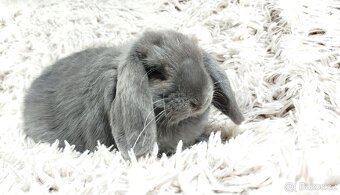 Zakrslý beránek, králíček, králík - BONNY - 20