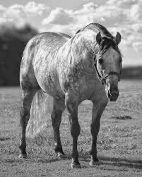 Quarter horse hřebec 2 roky - 20