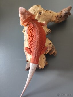 3x Agama vousatá, 3x terárium, 3x box s Blaptica dubia - 20