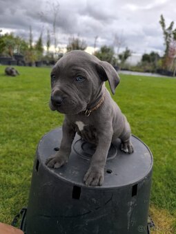 🐾 Americký stafordšírský teriér – modrá štěňátka - 20