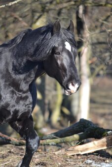 Welsh cob připouštění - 20