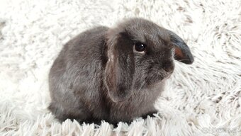 Zakrslý beránek, králíček, králík - CRISTIAN - 20