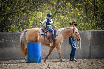 Prodám valacha American quarter horse - 20