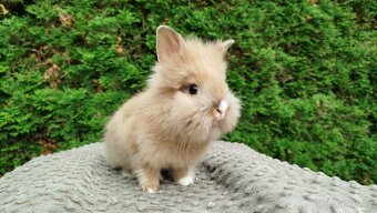 Zakrslý králík, králíček -(lvíček)-TESSIE - 20
