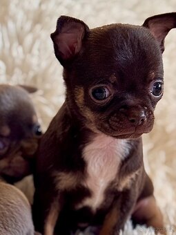 Čivava štěňátka krátkosrstá - 20