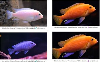 Tlamovci Malawi 24 - 20