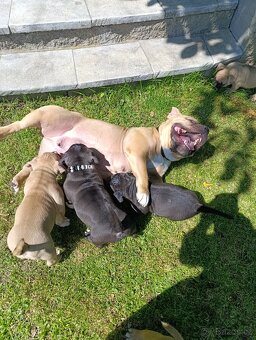 American Bully - (mini)Pocket s PP (AKBC), - 20