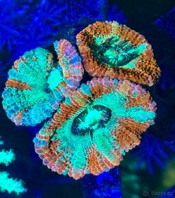 Morske koraly - Nova ponúka - 20