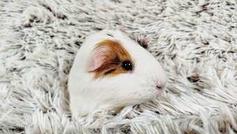 Morče, Morčátko, Morčátka, Morčata - BETTY - 20