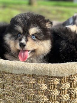 Pomsky / Pomeranian / Husky - 20