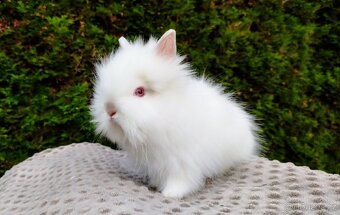 Zakrslý králík, králíček - TEDDY - ONDŘEJ a OTA - 20