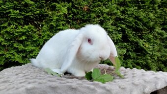 Zakrslý beránek, králíček, králík - WILLIAM - 20