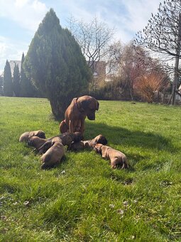 Bavorský barvář - 20