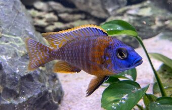 Tlamovci Malawi 20 - 20