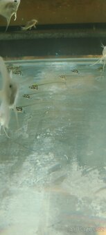 Axolotl mexický - 20