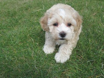Maltipoo štěňátka - 20