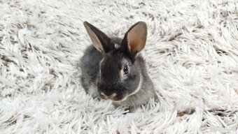 Zakrslý králík, králíček- (REX) DAISY - 20