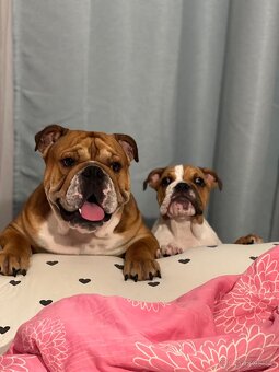 Anglický bulldog s PP na KRYTIE, Buldok, Buldog - 20