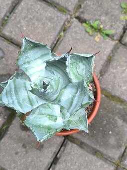 Kaktusy a sukulenty - 20