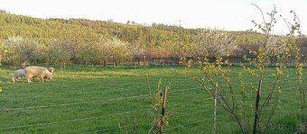 Rodinný dům Jančí, okr. Opava, pozemek 2265 m2 - 20