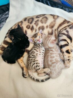 Bengálský Charcoal kocourek s PP - 20