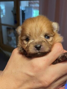 POMERANIAN S PP FCI - ch.s. z Malebného povltaví - 20