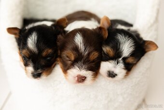 Biewer a Biro Yorkshire Terrier s PP,  Jorkšír terier s PP - 20