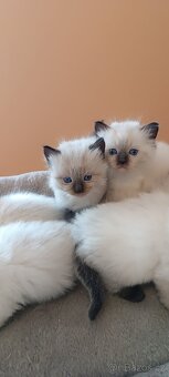 Ragdoll kotatka - 20