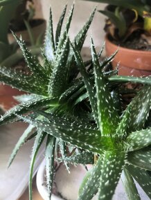 Nabízím gasterie, aloe, agave, chamaedora. - 20