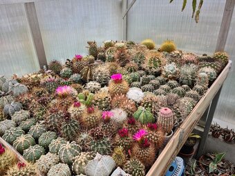 Prodám rozsáhlou sbírku kaktusů - 20