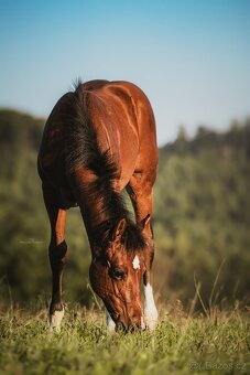 Připouštění hřebcem APPALOOSA - 20