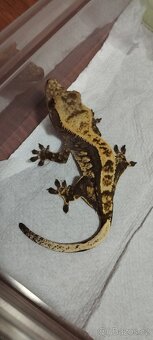 3.8.2 Correlophus ciliatus - Pagekon řasnatý - 20