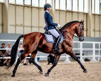 Lusitano hřebec PSL 2025 TOP drezurní linie - 20