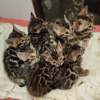 Kočka bengálská - 20