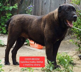 SAO-Středoasijský pastevecký pes-štěňata - 20