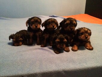 Yorkšírský teriér krytí, připuštění - 20