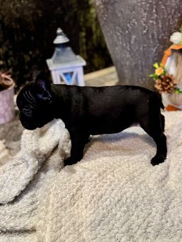 Francouzský buldoček – štěňátka - 20