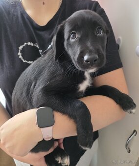 Štěňata k rezervaci - Rhodéský ridgeback × Border kolie - 20