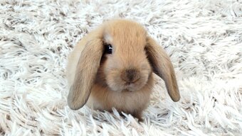 Zakrslý beránek, králíček, králík - JIJI - 20