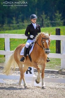 Klisna hafling - pony B do sportu - 20