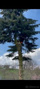 Rizikové kácení stromů - 20